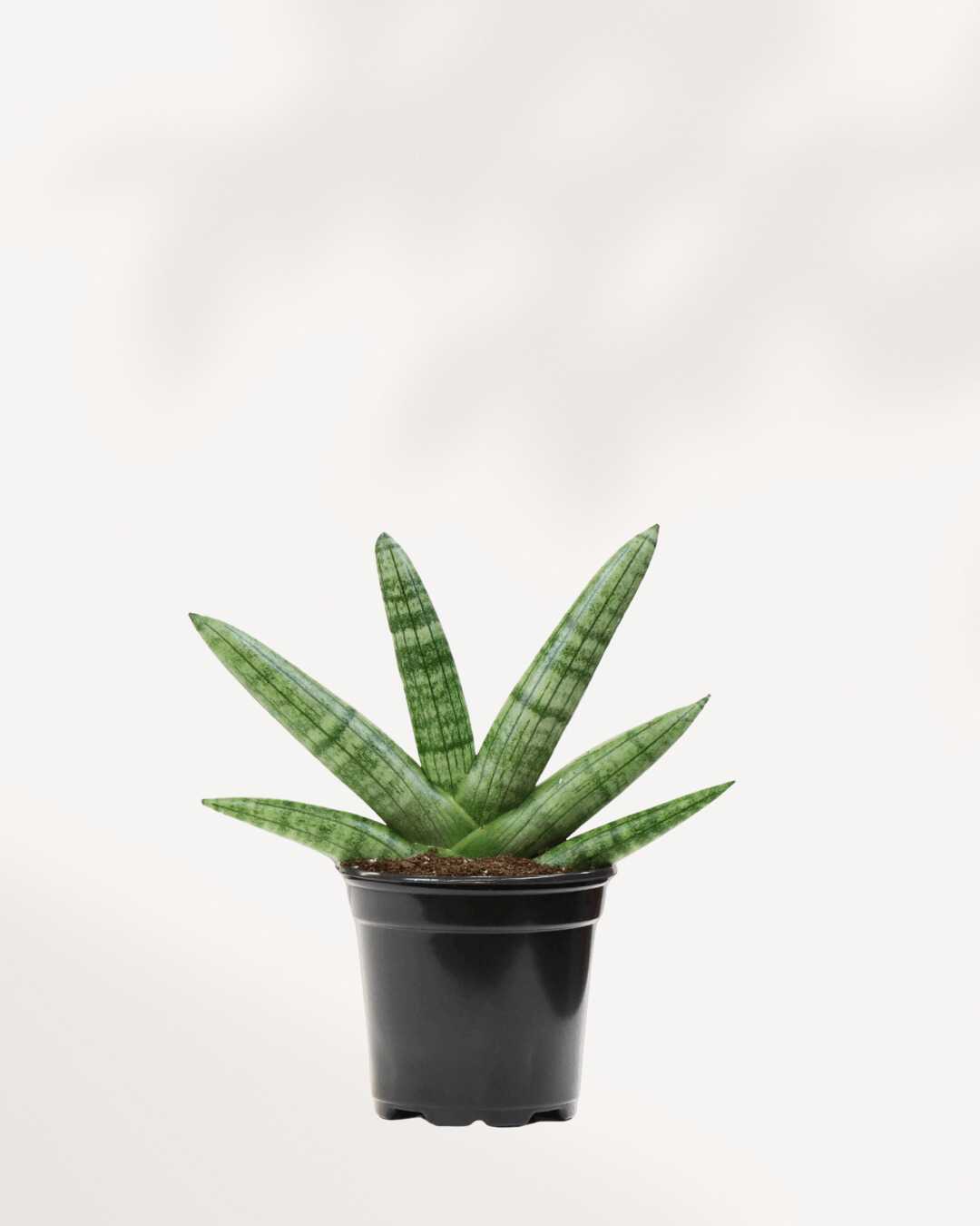 Sansevieria Boncel Starfish